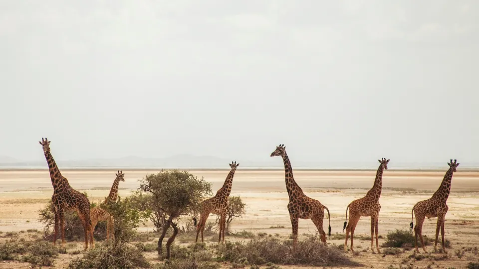 Vue générale d’Amboseli avec éléphants dans les marais et Kilimandjaro en arrière-plan