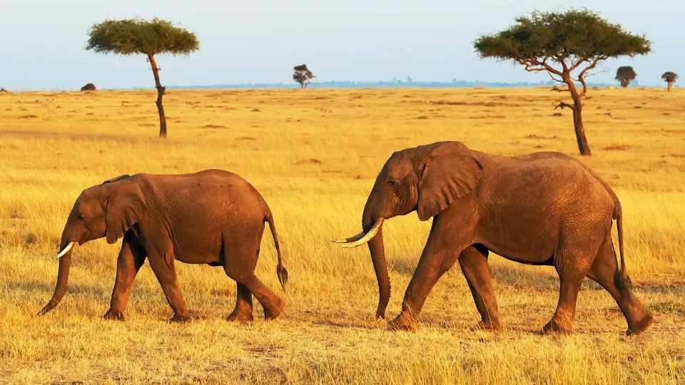 Vue générale du Masai Mara, plaines de savane et faune en liberté