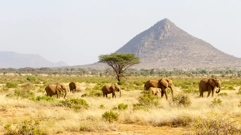Safari dans la réserve de Samburu, observation d’animaux près de la rivière
