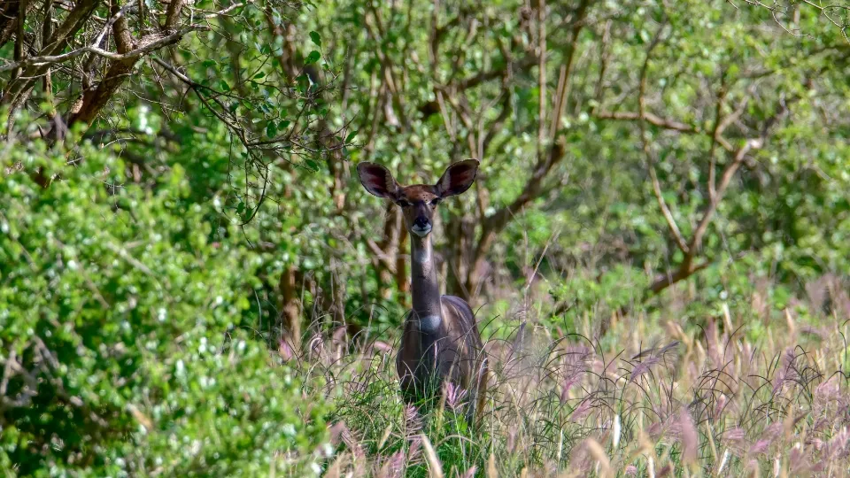 Scène de vie locale près de Tsavo, marché et route vers le parc