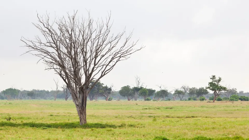 Safari à Tsavo avec 4x4 sur piste rouge et éléphants au loin