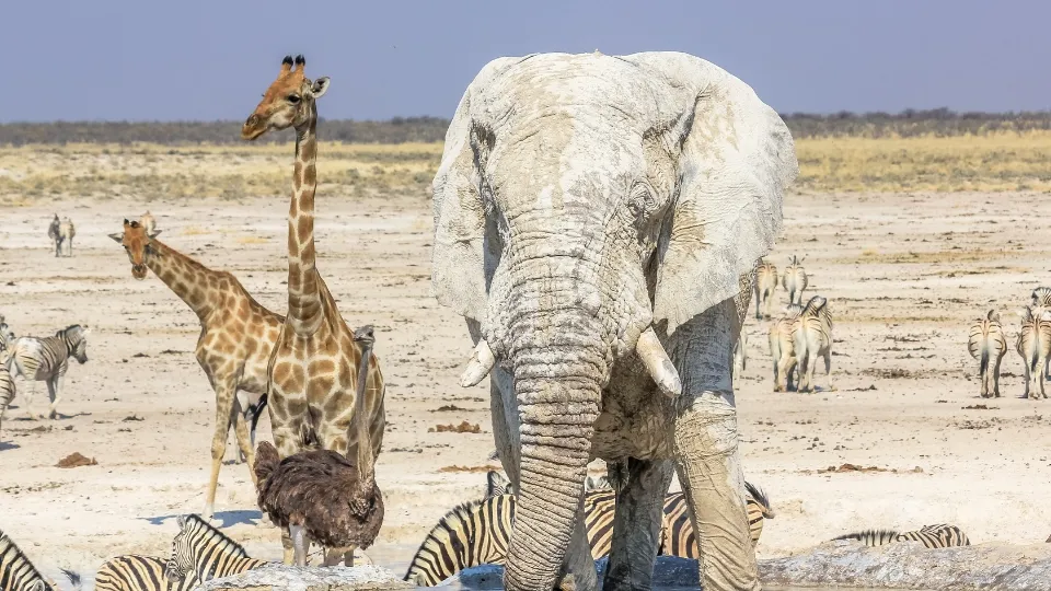 Vue générale du parc Etosha en Namibie, savane et pan salé
