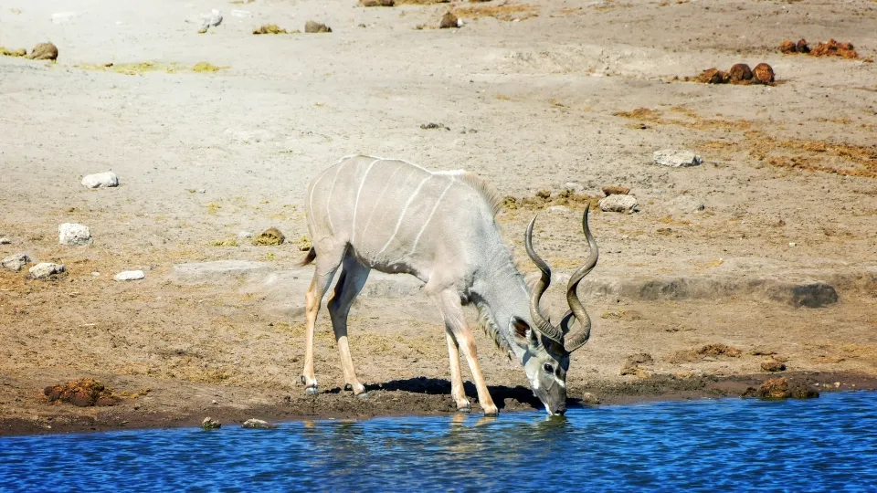 Point d’eau près d’un camp dans le parc Etosha, avec animaux en Namibie