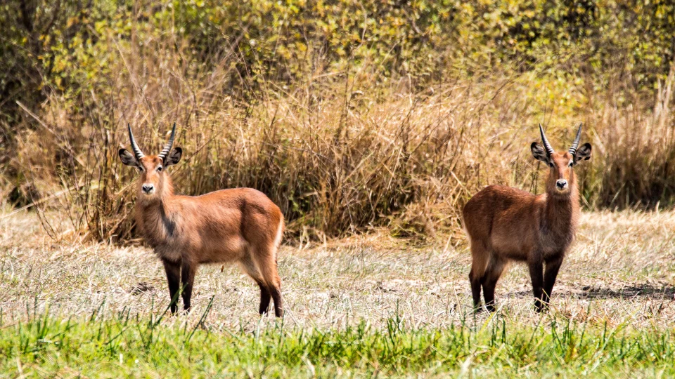 Vallée et collines du pays Bassari dans le sud-est du Sénégal