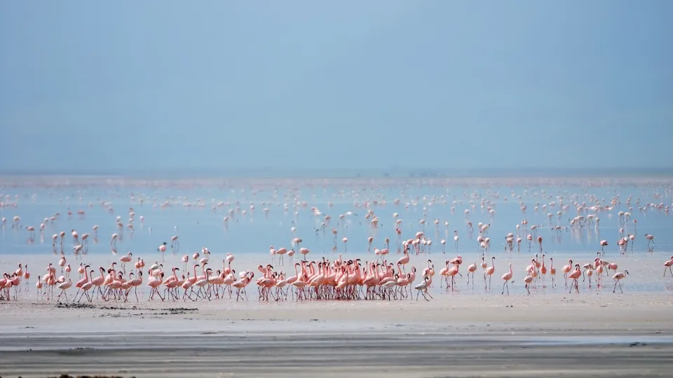 Vue du parc de Lake Manyara entre falaise, forêt et rive du lac en Tanzanie
