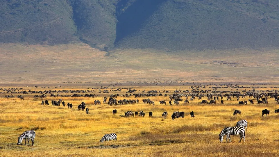 Faune sauvage dans le cratère du Ngorongoro en Tanzanie