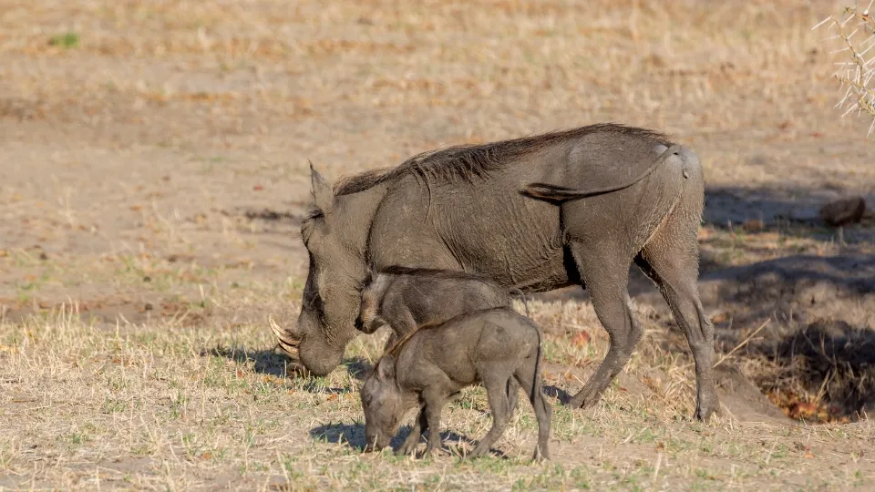 Safari en 4x4 dans le parc Nyerere Selous en Tanzanie