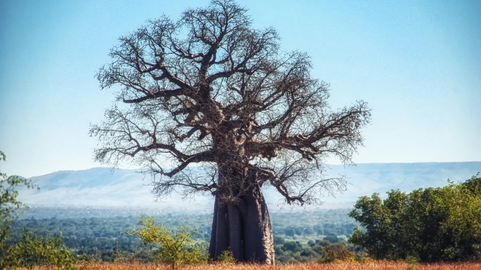 Paysage de Ruaha en Tanzanie avec rivière et baobabs