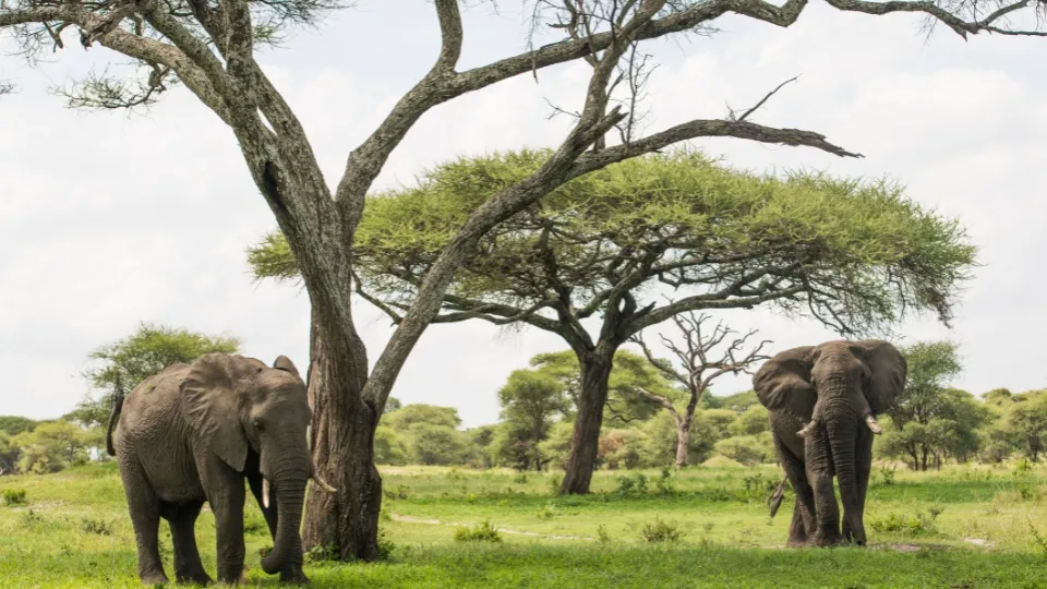 Troupeau d’éléphants près du fleuve à Tarangire en Tanzanie