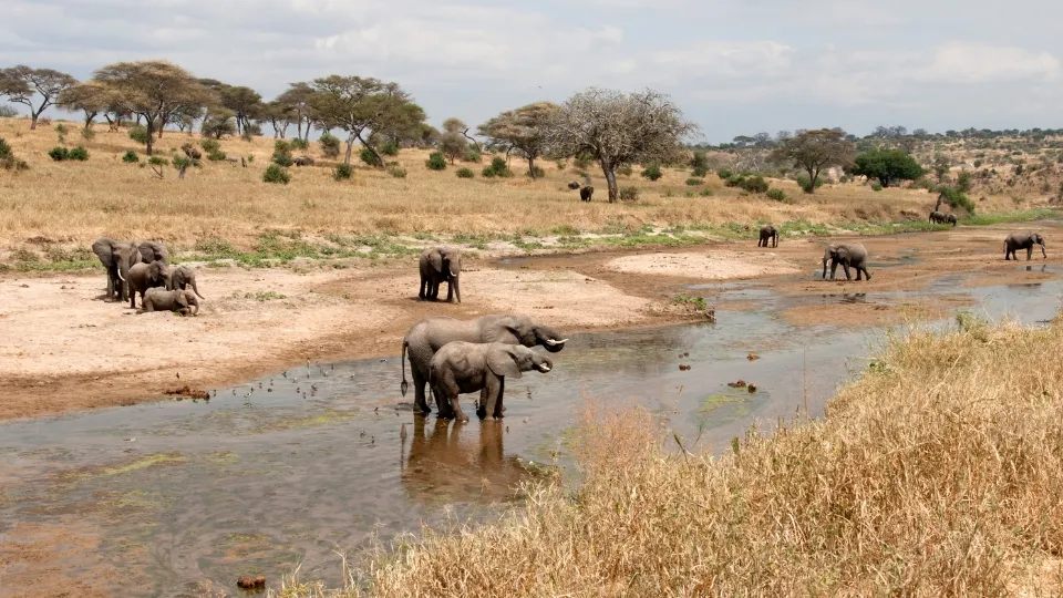 Savane de Tarangire avec baobabs et antilopes en Tanzanie